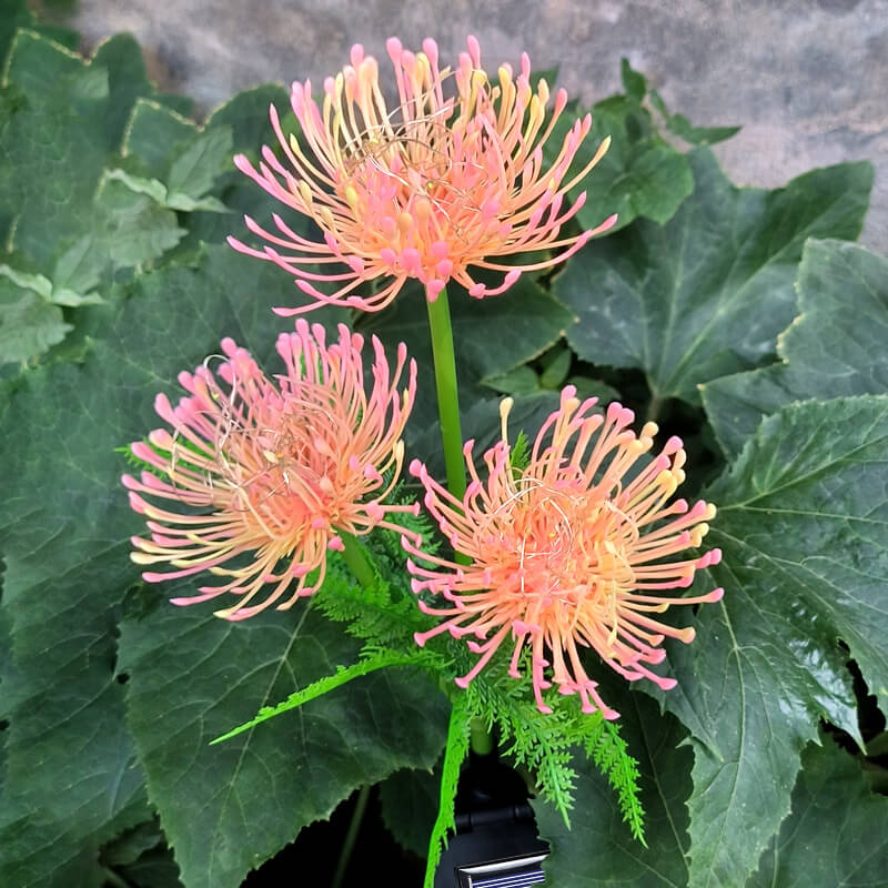 🌸Solar-Powered Floral Lights with Glowing Flowers and Stems LED Waterproof Outdoor Garden Stake Lights