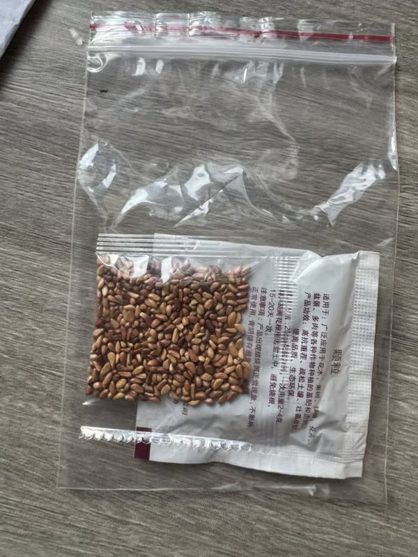 💐Heirloom Perennials Climbing Rose Seeds