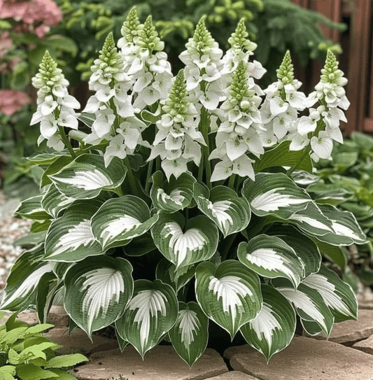 Green Jungle-Premium Rare Hosta Seeds🌿Shade-Tolerant Plant