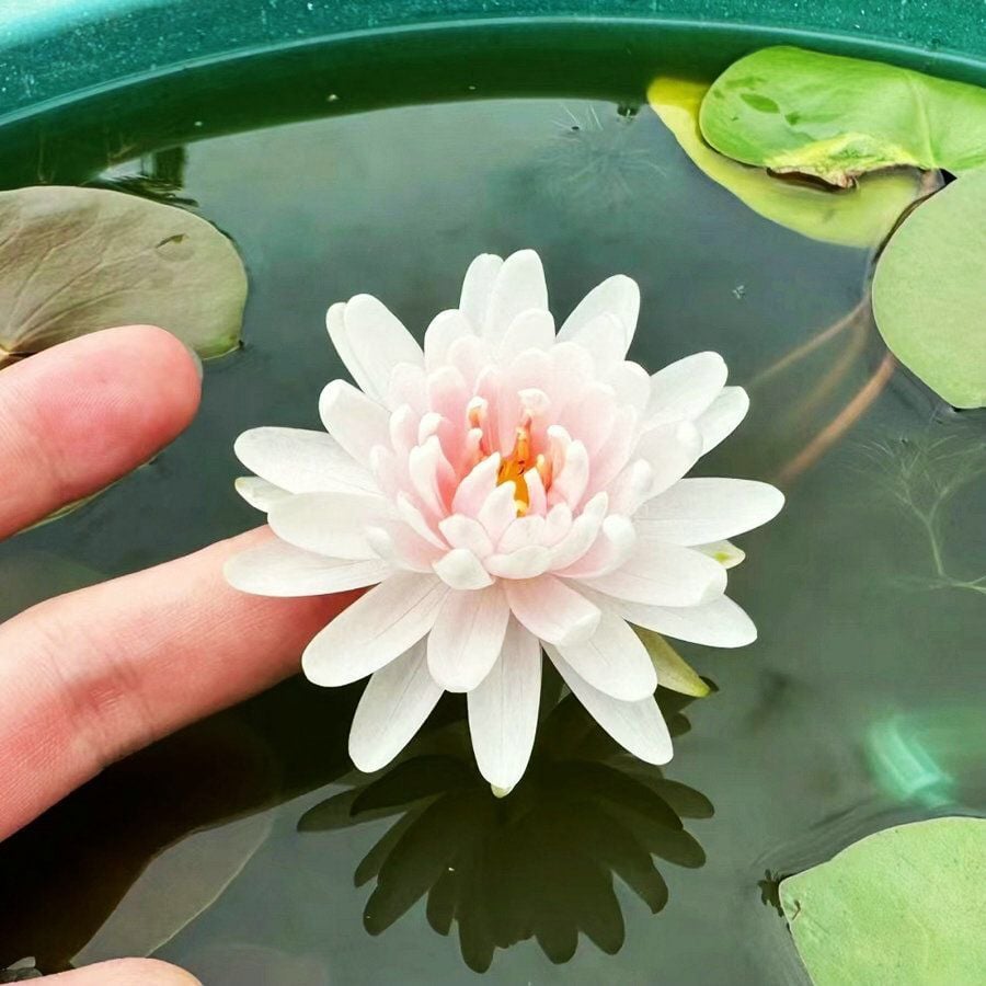 🌸[7 days germination]LAST DAY Promotion 49% OFF——💐The Sacred Bonsai Bowl Lotus Flower