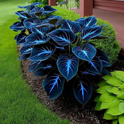 🔥2025 Garden Must-Have🌾Coleus Seeds&Hosta seeds