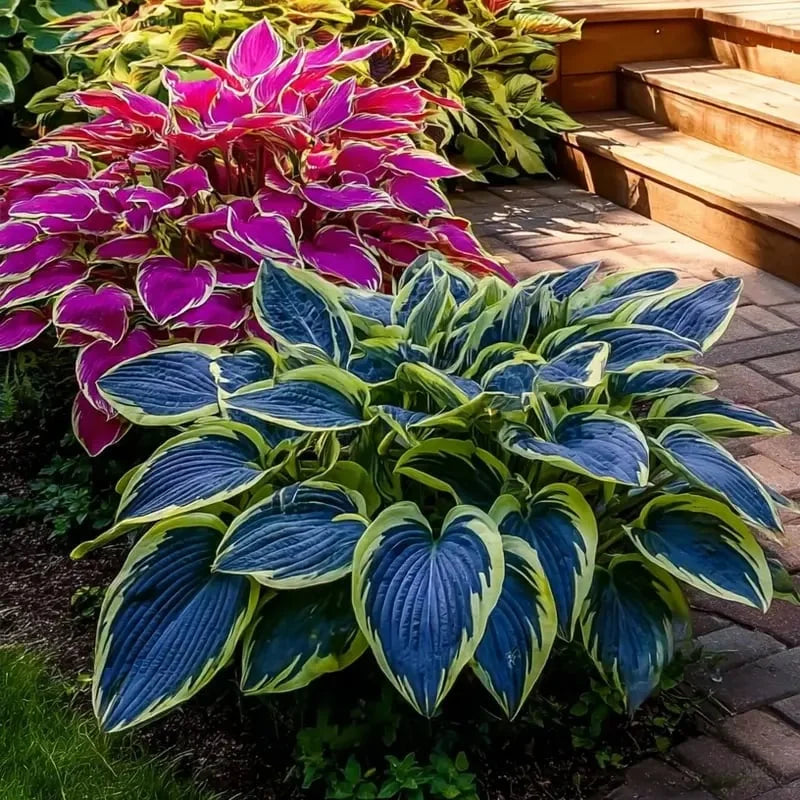 🔥2025 Garden Must-Have🌾Coleus Seeds&Hosta seeds