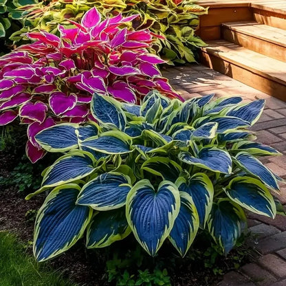 🔥2025 Garden Must-Have🌾Coleus Seeds&Hosta seeds