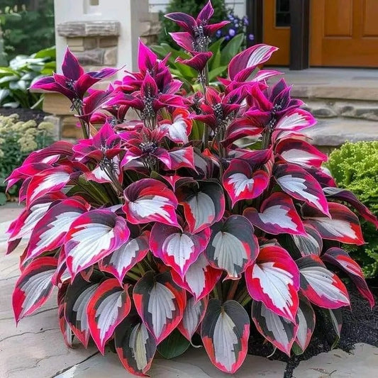 Burning Crimson-Premium Rare Hosta Seeds🌿Shade-Tolerant Plant