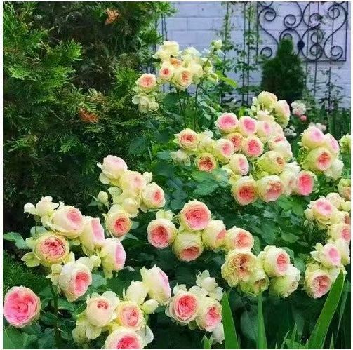 💐Heirloom Perennials Climbing Rose Seeds