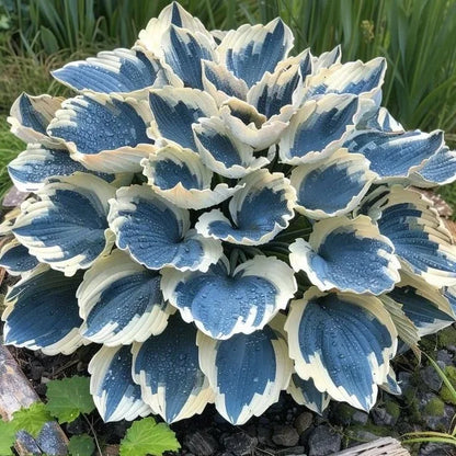 🔥2025 Garden Must-Have🌾Coleus Seeds&Hosta seeds