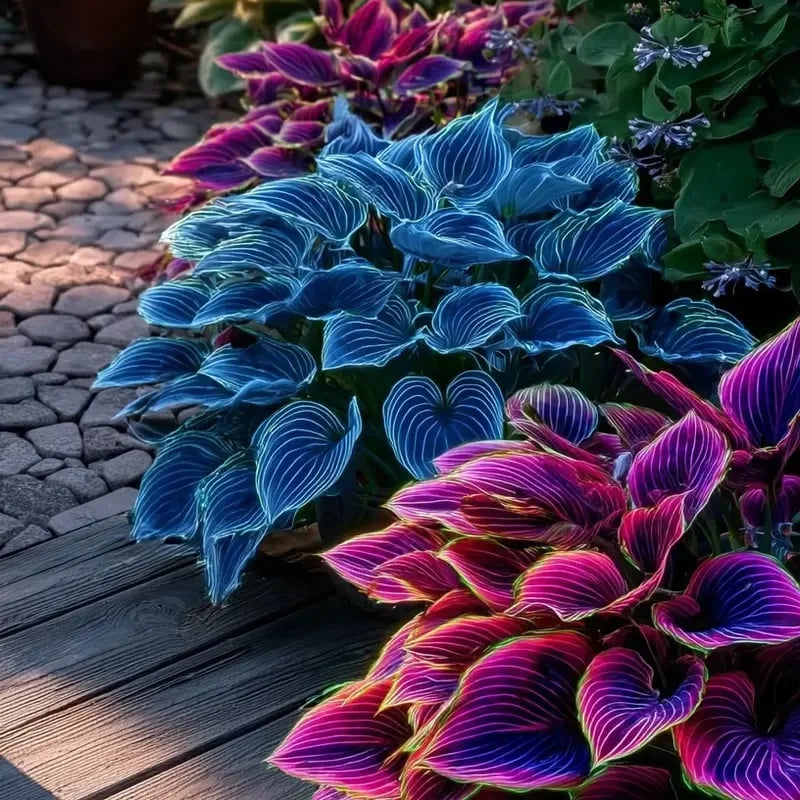 🔥2025 Garden Must-Have🌾Coleus Seeds&Hosta seeds