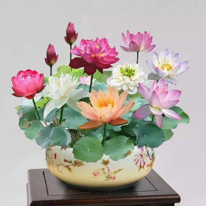 🌸[7 days germination]LAST DAY Promotion 49% OFF——💐The Sacred Bonsai Bowl Lotus Flower