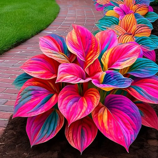 🔥2025 Garden Must-Have🌾Coleus Seeds&Hosta seeds