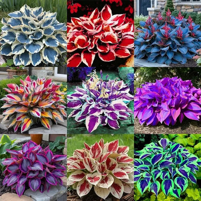 🔥2025 Garden Must-Have🌾Coleus Seeds&Hosta seeds