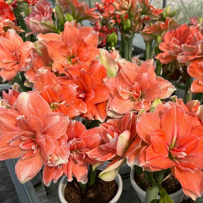 🌺Double-Petaled Perfume Amaryllis Bulbs