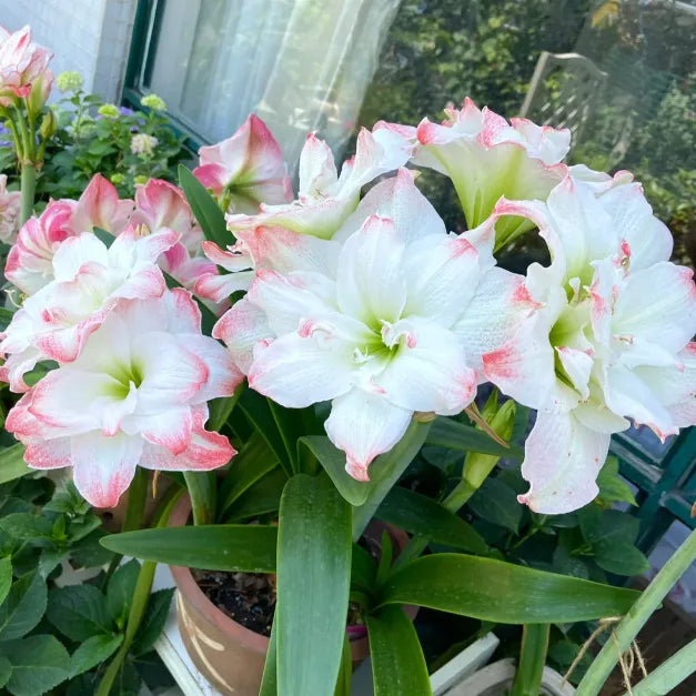 🌺Double-Petaled Perfume Amaryllis Bulbs