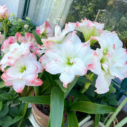 🌺Double-Petaled Perfume Amaryllis Bulbs