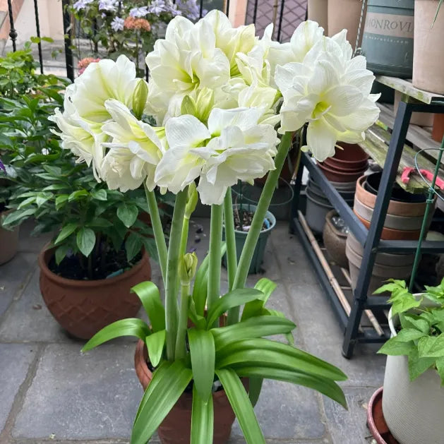 🌺Double-Petaled Perfume Amaryllis Bulbs