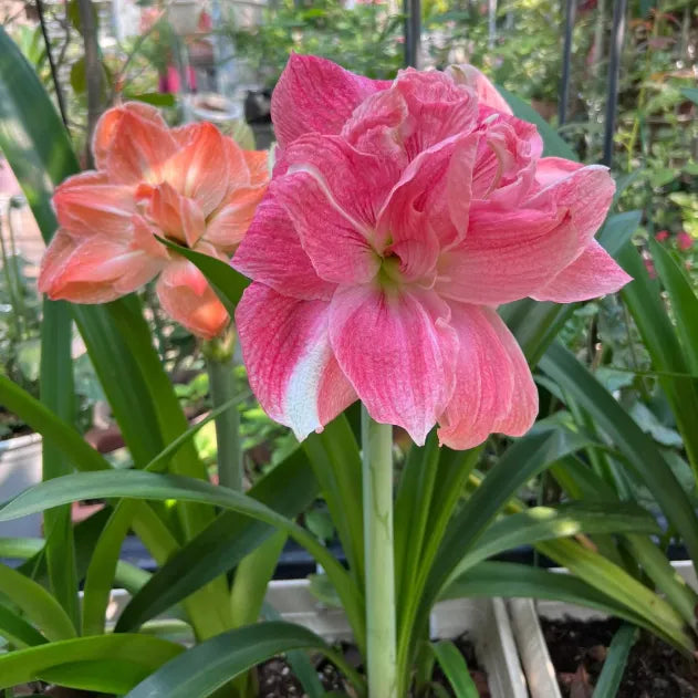 🌺Double-Petaled Perfume Amaryllis Bulbs