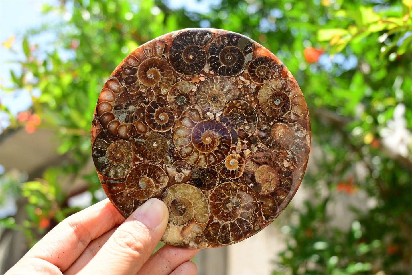 Collection of Precious Cambrian Period Ancient Sea Snail Fossil Specimens [Display Stand Included]