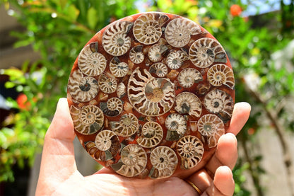 Collection of Precious Cambrian Period Ancient Sea Snail Fossil Specimens [Display Stand Included]