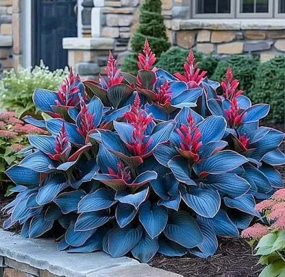 🔥2025 Garden Must-Have🌾Coleus Seeds&Hosta seeds