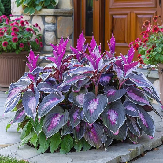 Purple Beauty-Premium Rare Hosta Seeds🌿Shade-Tolerant Plant