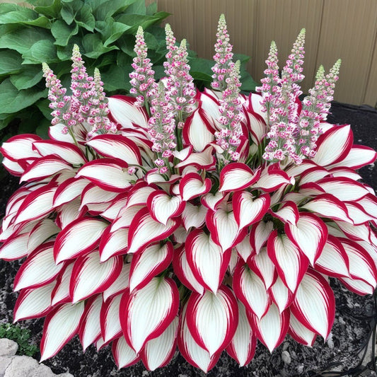 Patriot-Premium Rare Hosta Seeds🌿Shade-Tolerant Plant