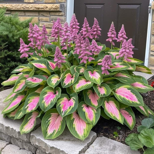 Pink-Green-Premium Rare Hosta Seeds🌿Shade-Tolerant Plant