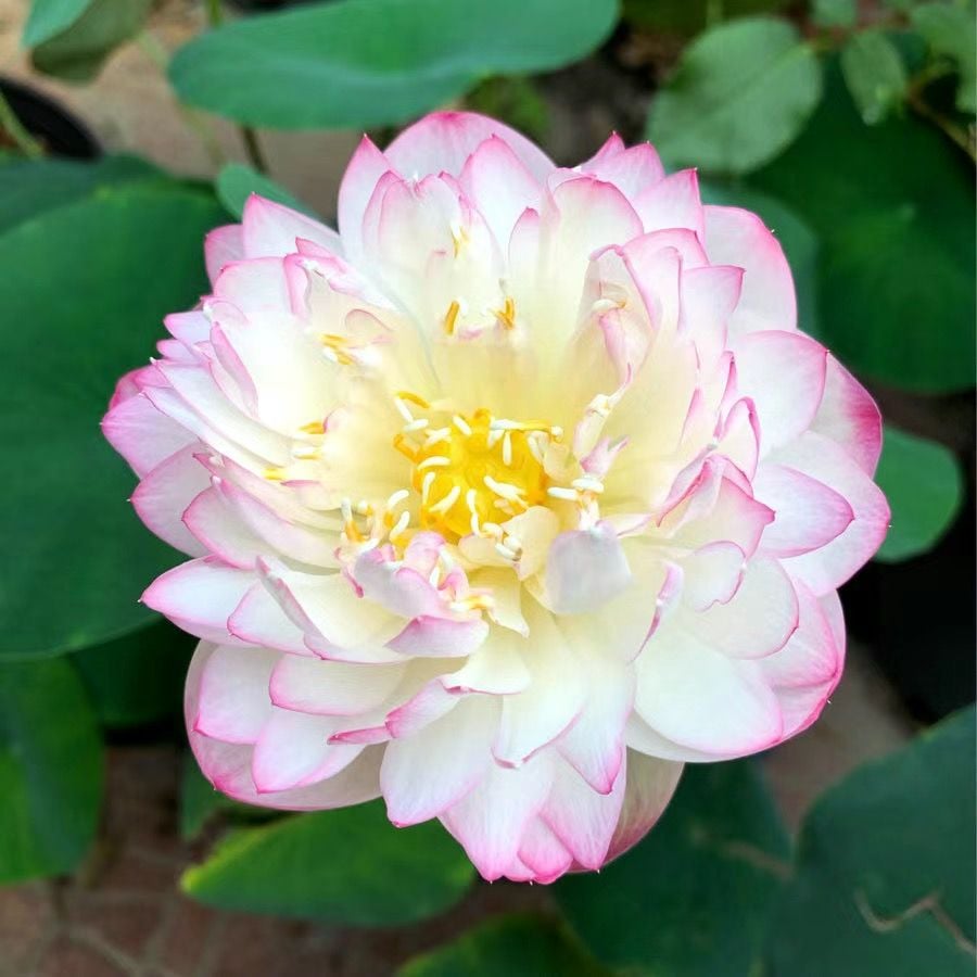🌸[7 days germination]LAST DAY Promotion 49% OFF——💐The Sacred Bonsai Bowl Lotus Flower