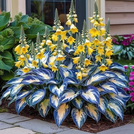 Blue Porcelain-Premium Rare Hosta Seeds🌿Shade-Tolerant Plant