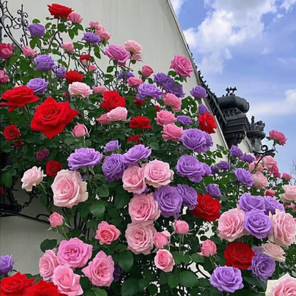 💐Heirloom Perennials Climbing Rose Seeds