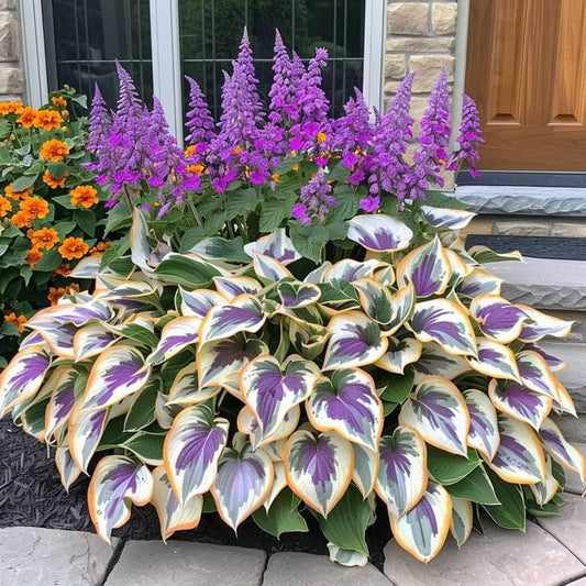Lavender-Premium Rare Hosta Seeds🌿Shade-Tolerant Plant