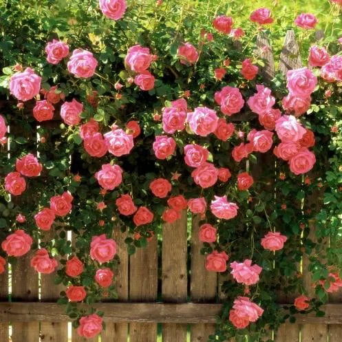 💐Heirloom Perennials Climbing Rose Seeds